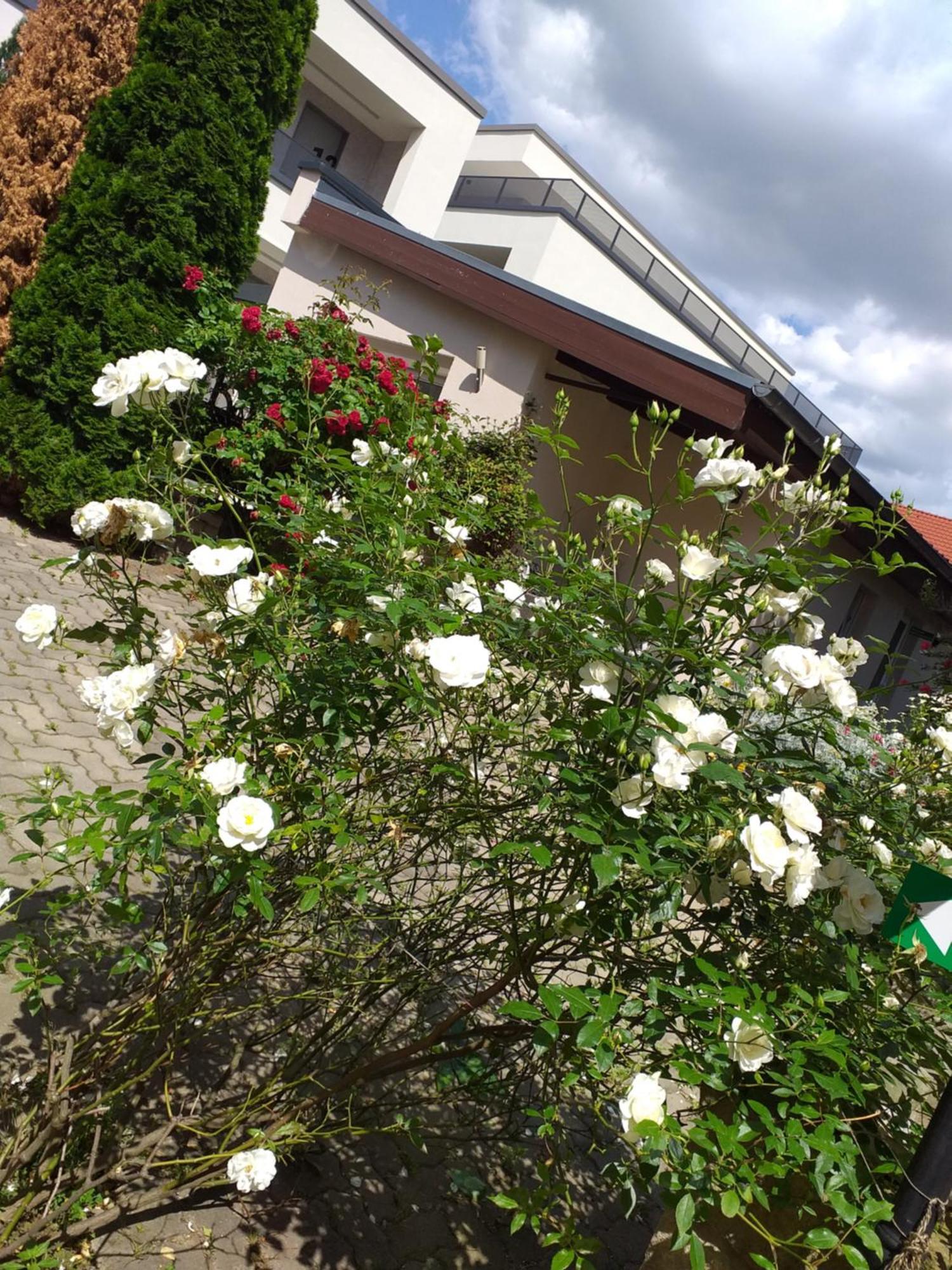 Ferienwohnungen Am Hauptplatz 皮尔纳 外观 照片